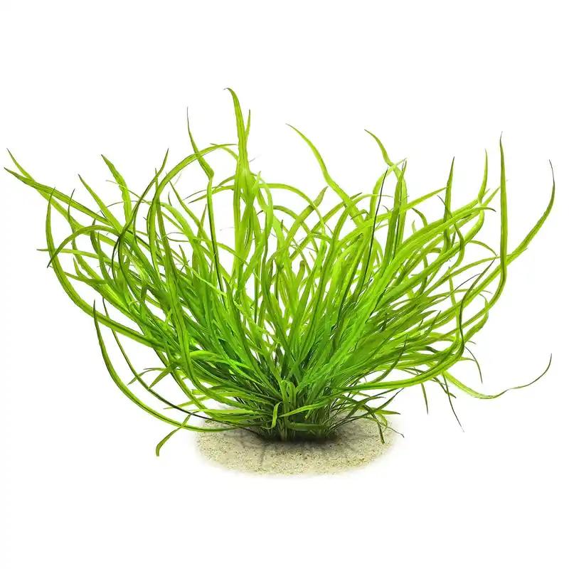Cryptocoryne spiralis var. caudigera Schwierigkeit Preisreduziert
