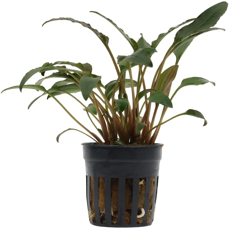 Abverkauf Cryptocoryne walkeri Schwierigkeit