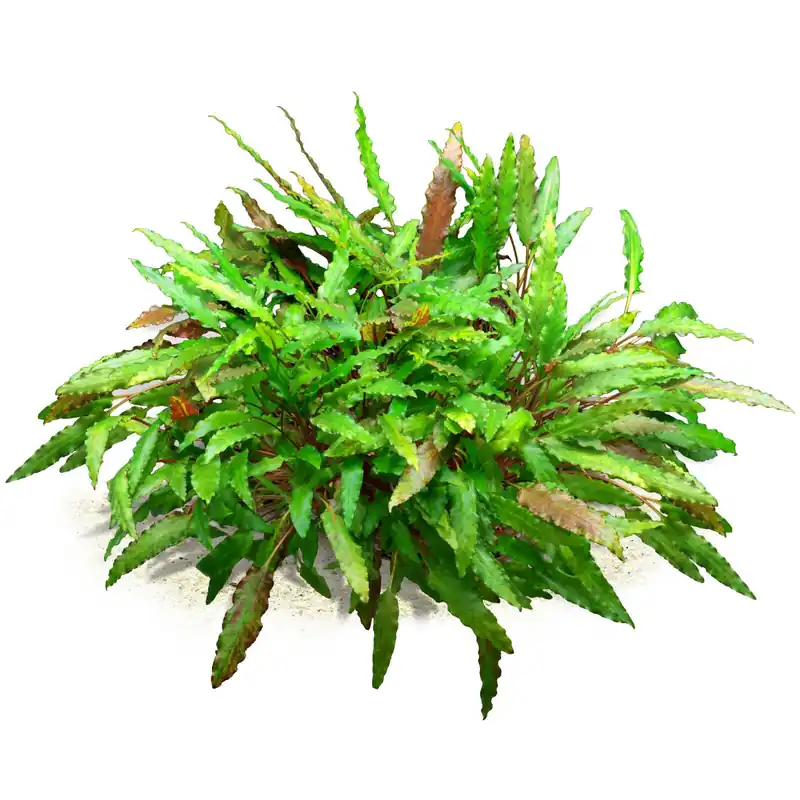 Letzte Chance Cryptocoryne wendtii "Green" Schwierigkeit
