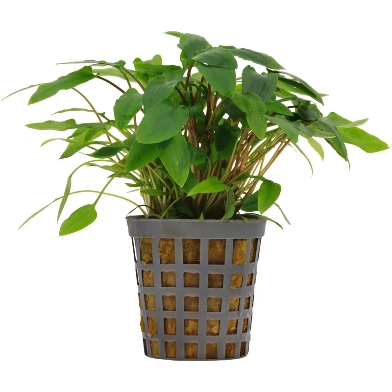 Cryptocoryne wendtii "Green" Schwierigkeit Nur Heute