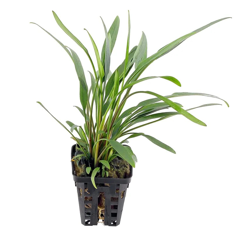 Cryptocoryne x willisii "lucens" Schwierigkeit Heißes Angebot