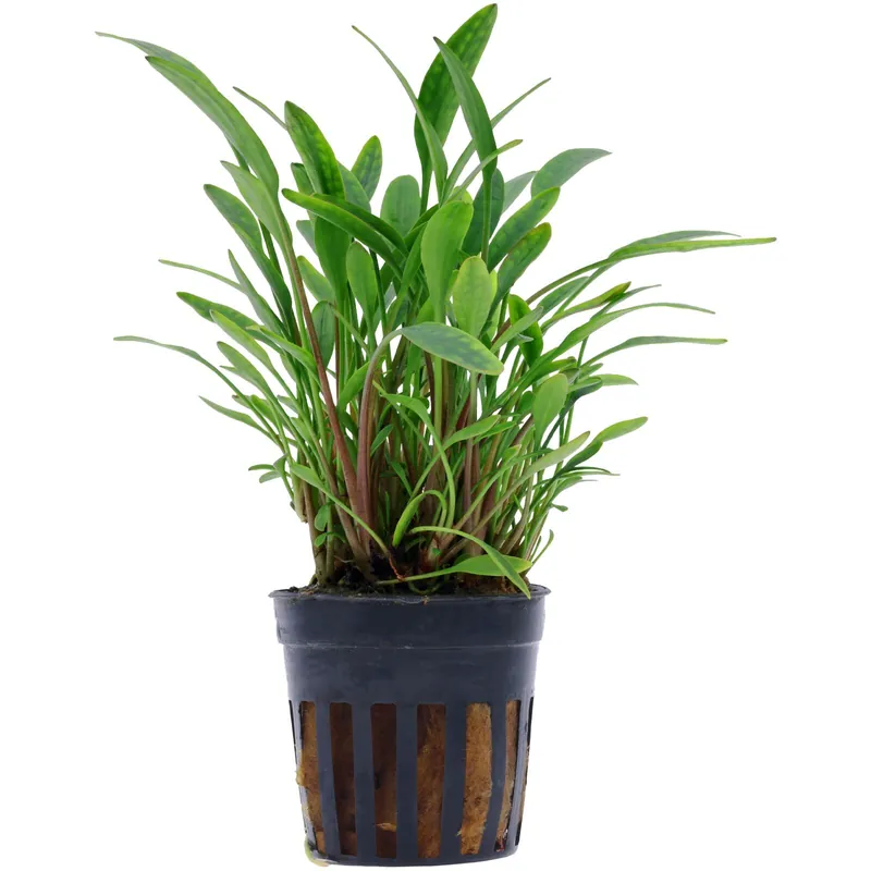 Heißes Angebot Cryptocoryne x willisii "nevillii" Schwierigkeit