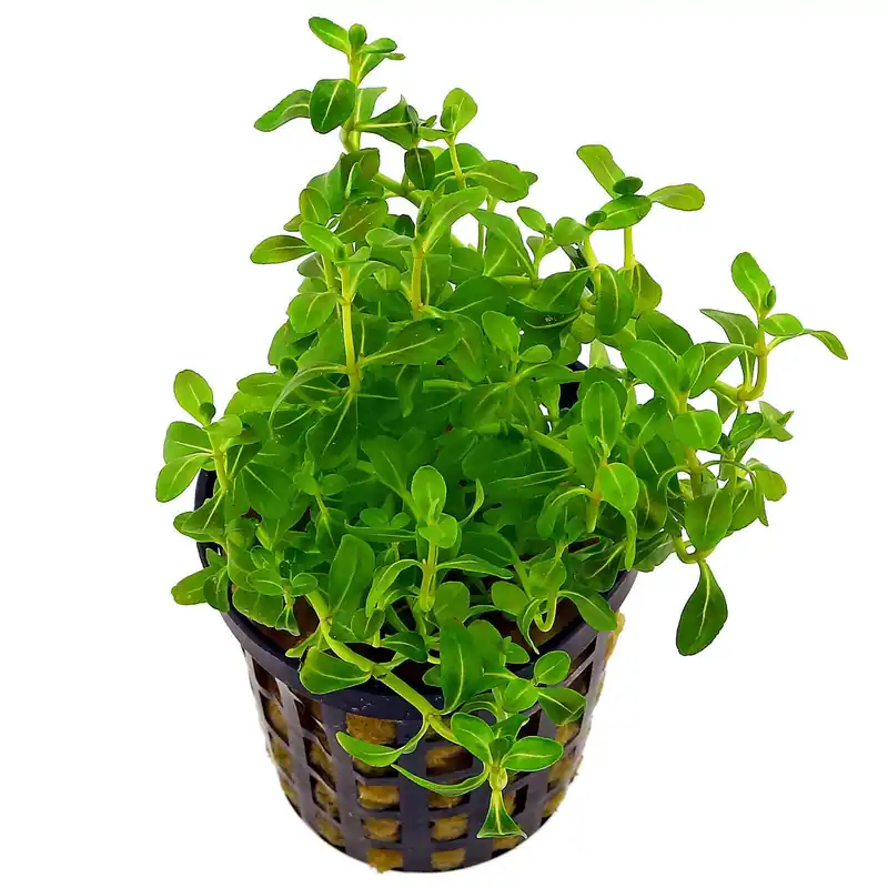 Cuphea anagalloidea Schwierigkeit Sonderangebot