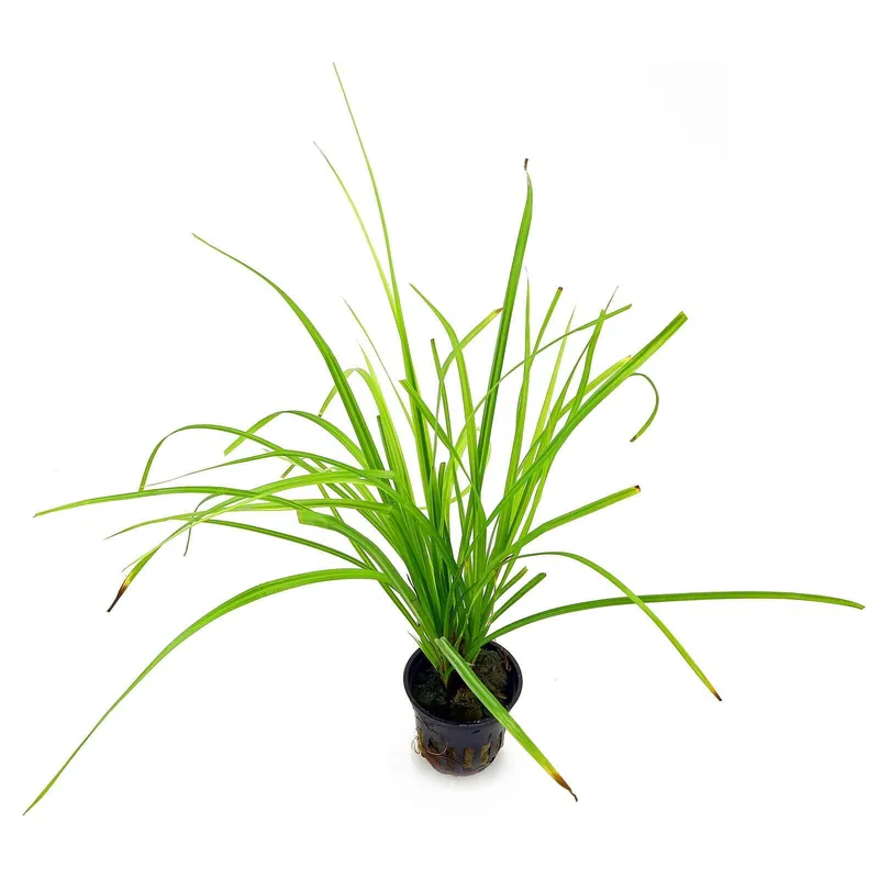 Cyperus helferi Schwierigkeit Preisknaller