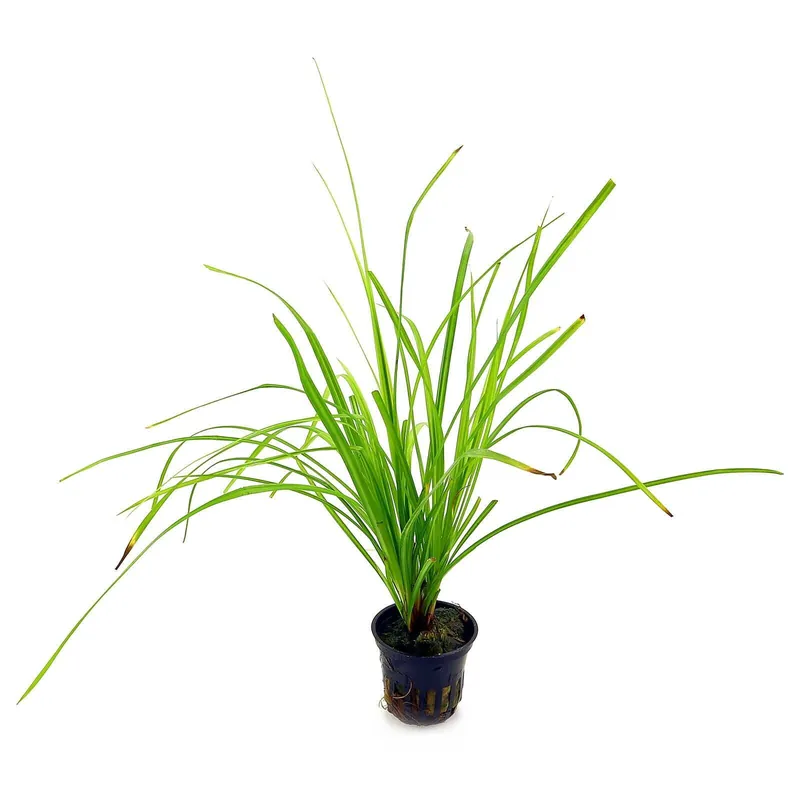 Cyperus helferi Schwierigkeit Preiswert