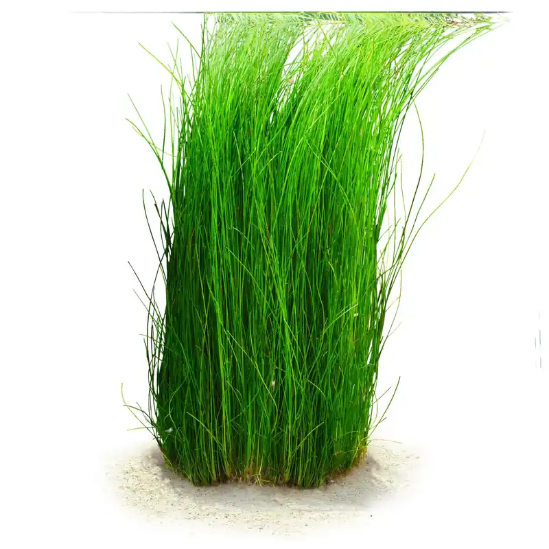 Eleocharis sp. "montevidensis" Schwierigkeit Expressversand