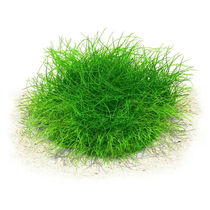 Eleocharis sp. 'Mini' Schwierigkeit Preiswert