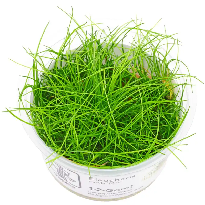 Highlight Eleocharis sp. 'Mini' Schwierigkeit