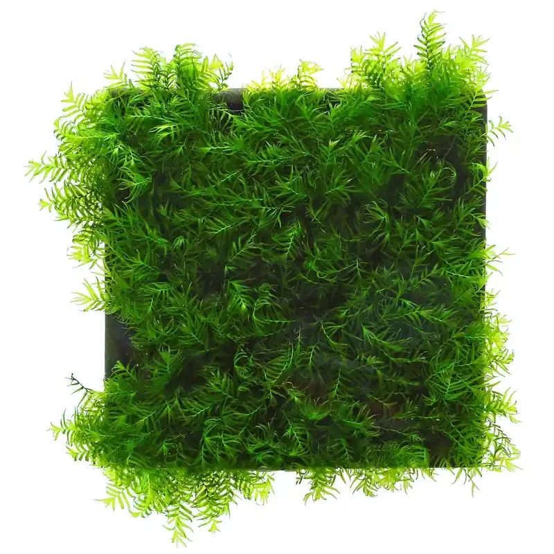 Preis Gesenkt Fissidens fontanus "Phoenix Moss" Schwierigkeit