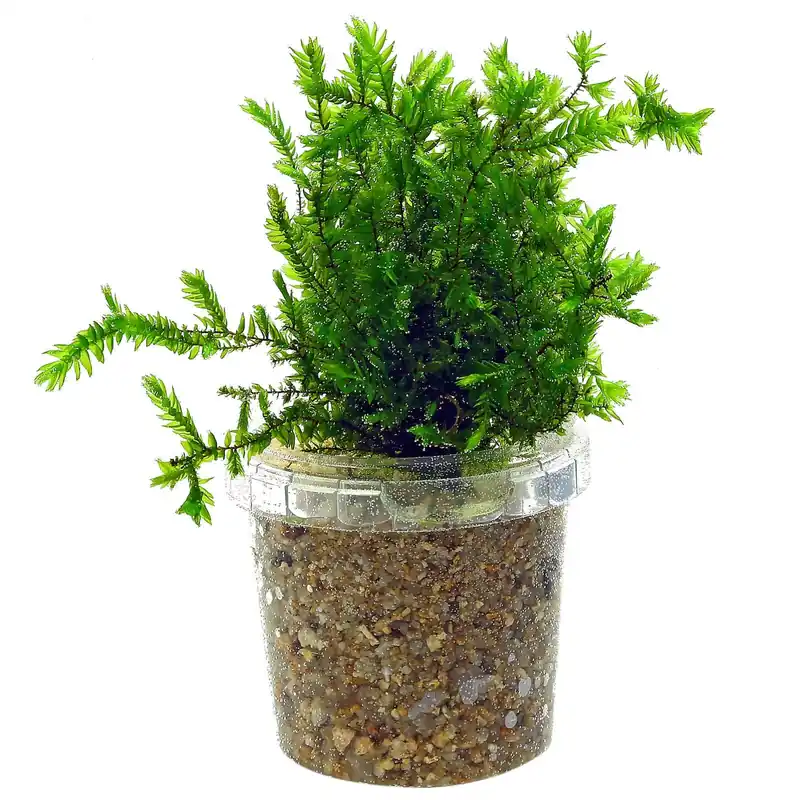 Fontinalis antipyretica var. gigantea Schwierigkeit Echt
