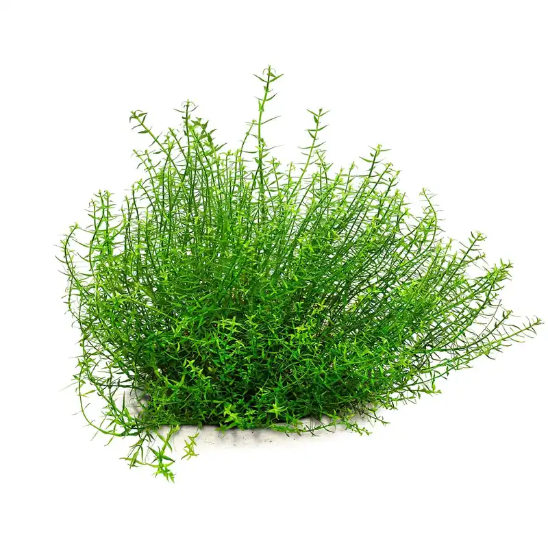 Gratiola viscidula Schwierigkeit Ausverkauf