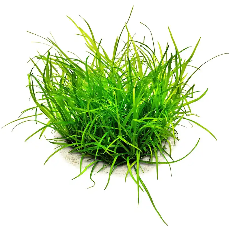 Bestpreis Helanthium tenellum "Green" Schwierigkeit