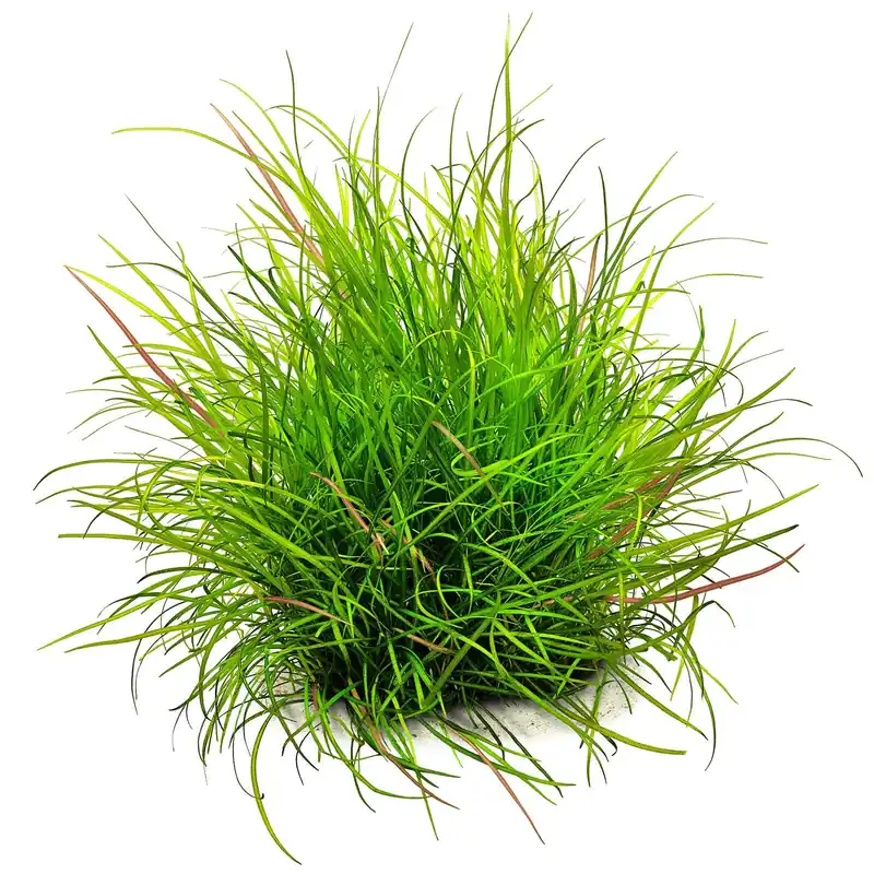 Helanthium tenellum ("Red") Schwierigkeit Kracherpreis