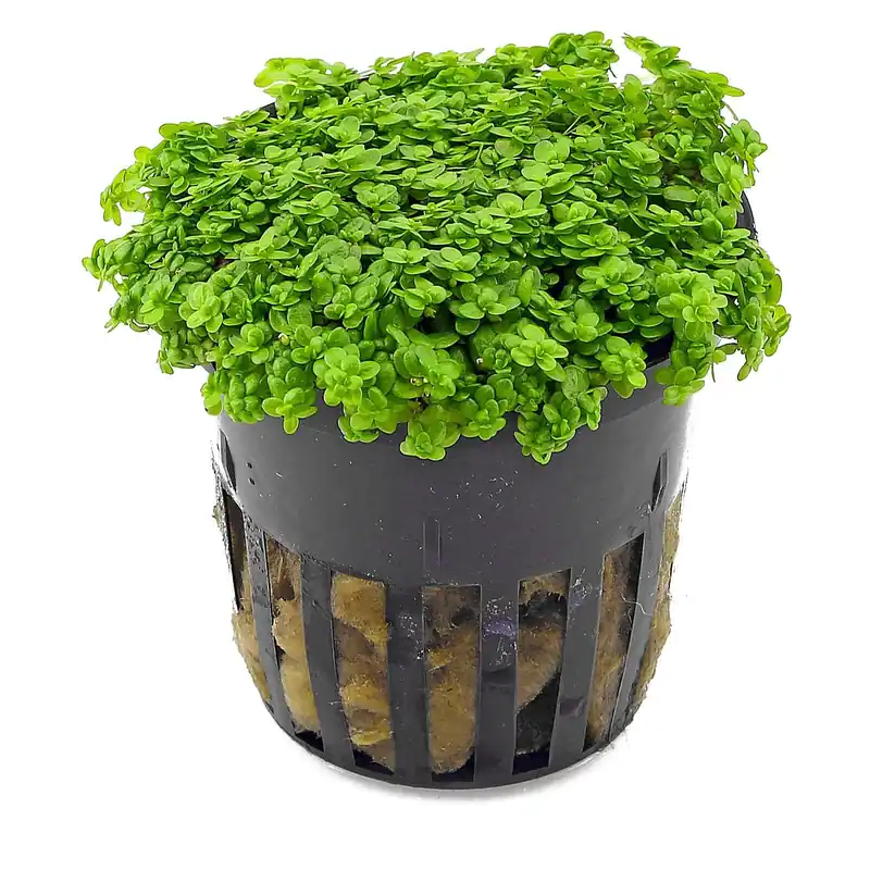 Hemianthus callitrichoides "Cuba" Schwierigkeit Mega-Angebot
