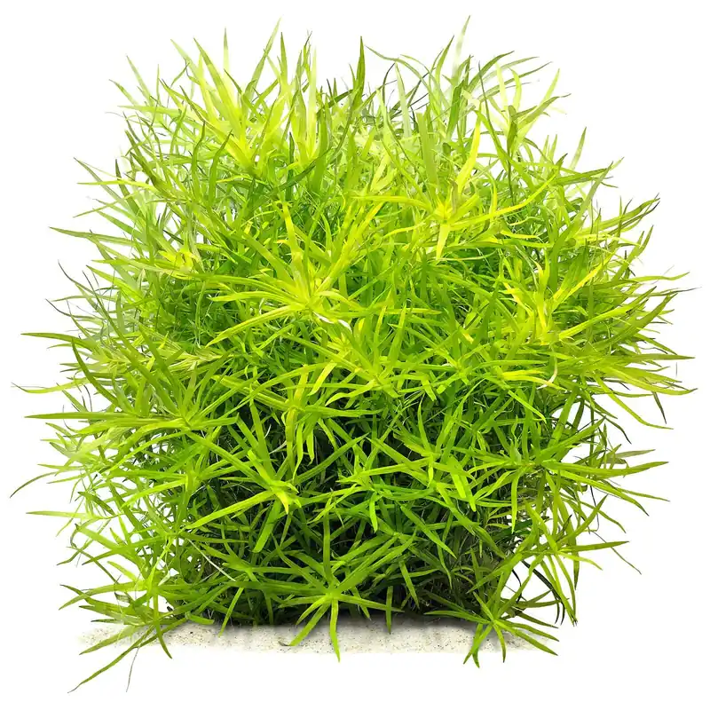 Heteranthera zosterifolia Schwierigkeit Begrenztes Angebot