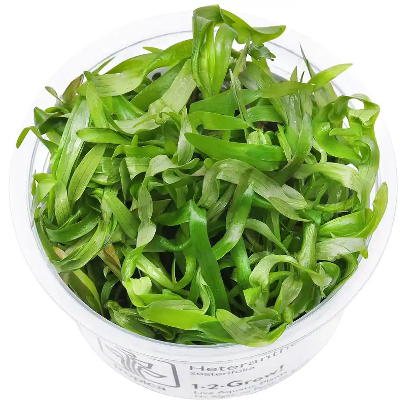 Neuheit Heteranthera zosterifolia Schwierigkeit
