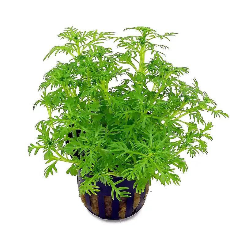 Hottonia palustris Schwierigkeit Zertifiziert