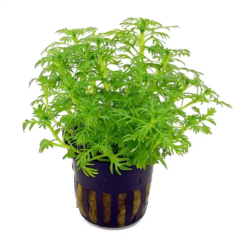 Letzte Chance Hottonia palustris Schwierigkeit