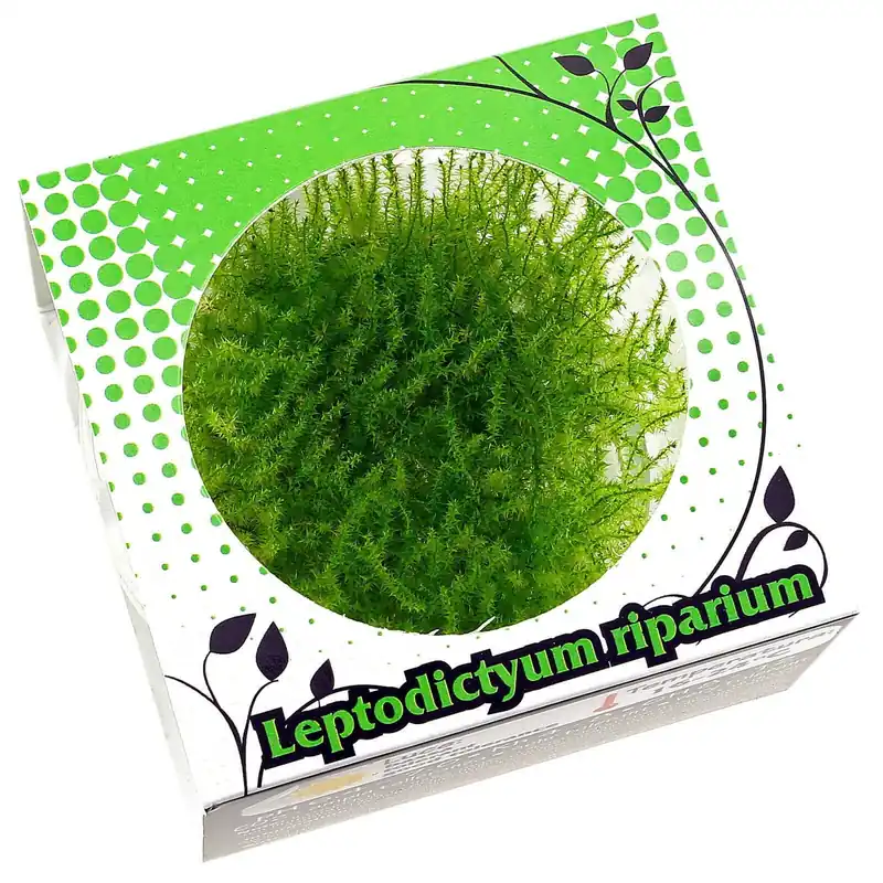 Geprüft Leptodictyum riparium Schwierigkeit