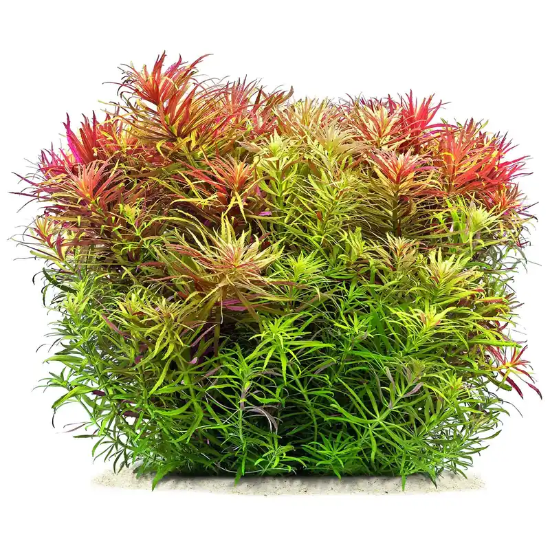 Neu Limnophila hippuridoides Schwierigkeit
