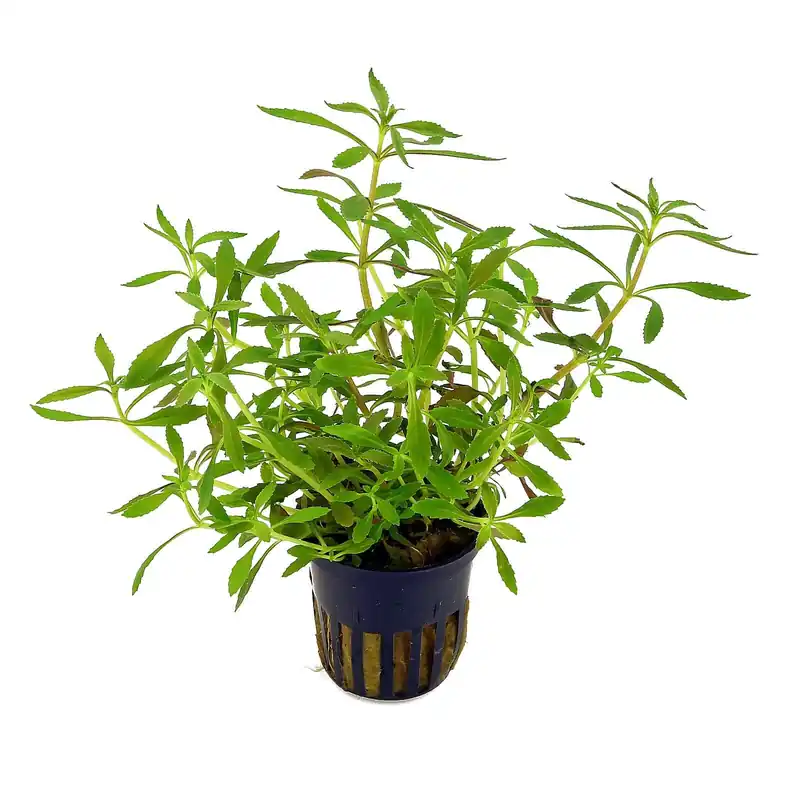 Super-Preis Limnophila hippuridoides Schwierigkeit