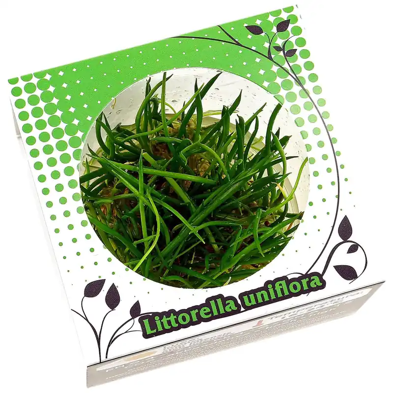 Nur Heute Littorella uniflora Schwierigkeit