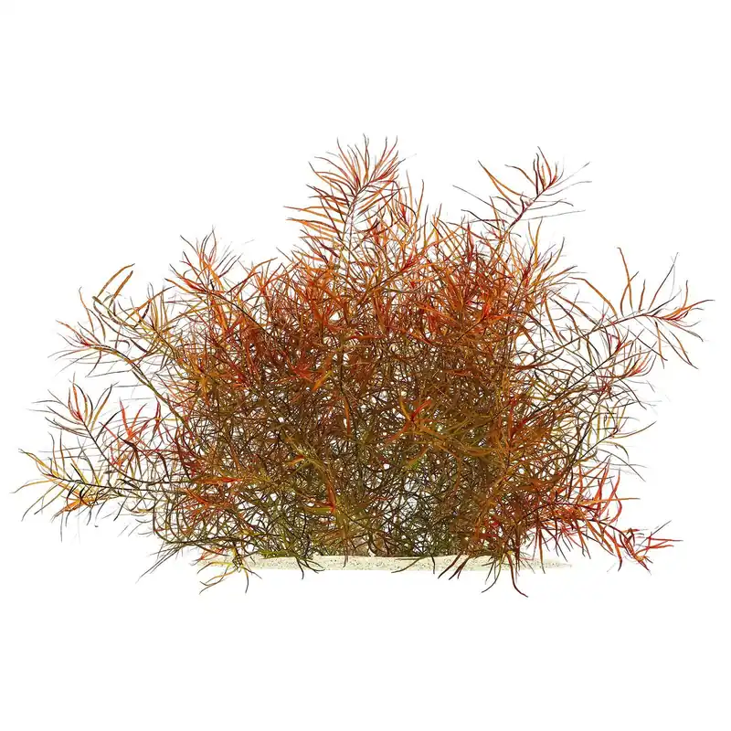 Ludwigia arcuata Schwierigkeit Neuheit