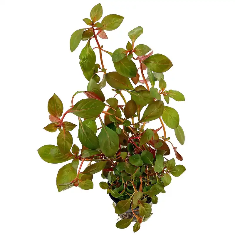 Ludwigia "Rubin" Schwierigkeit Beliebt