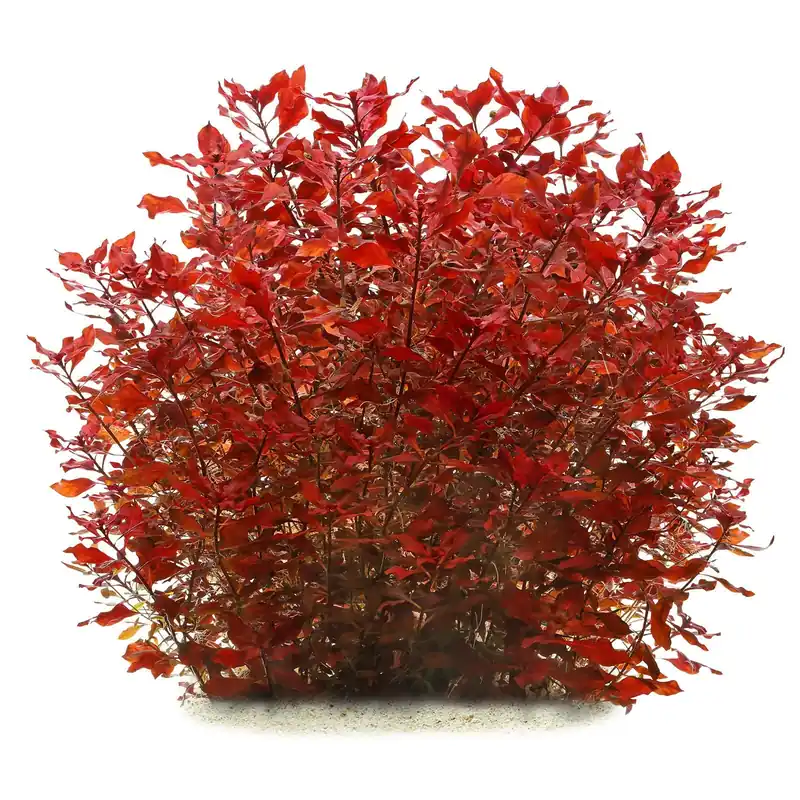 Preis Gesenkt Ludwigia palustris "Super Red" Schwierigkeit