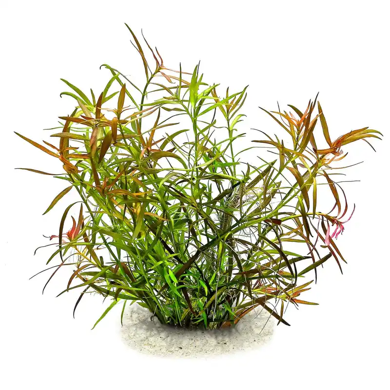 Beliebt Ludwigia × lacustris Schwierigkeit