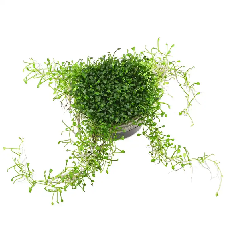Marsilea crenata Schwierigkeit Schnäppchen