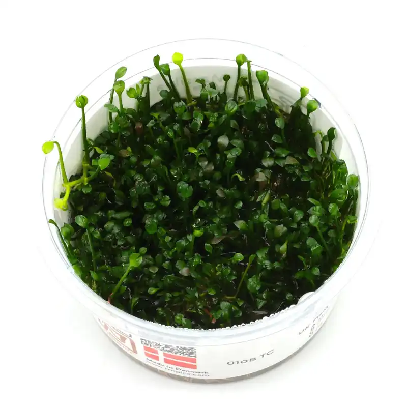 Marsilea crenata Schwierigkeit Jetzt Kaufen