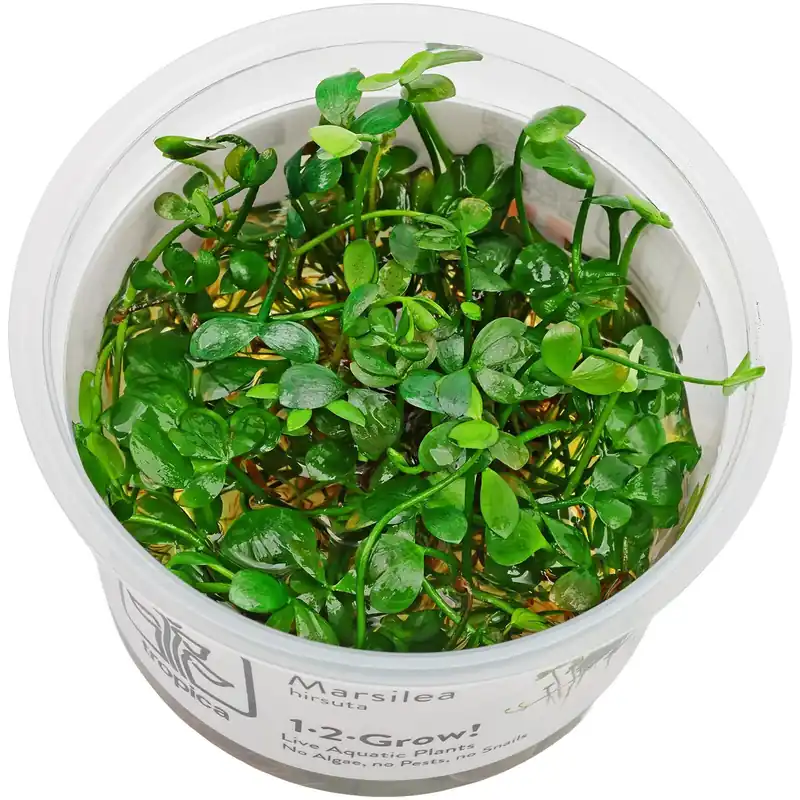 Marsilea hirsuta Schwierigkeit Angebot