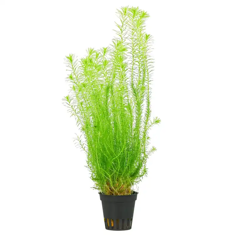 Mayaca fluviatilis Schwierigkeit Neu Im Sortiment