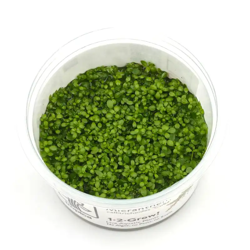 Micranthemum tweediei ("Montecarlo-3") Schwierigkeit Preisknaller
