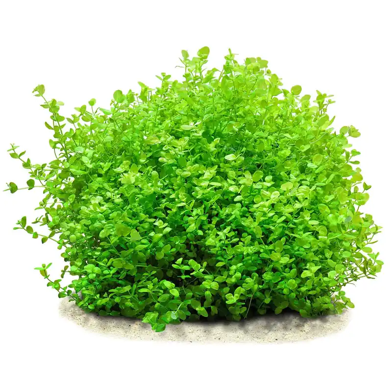 Sonderaktion Micranthemum umbrosum Schwierigkeit
