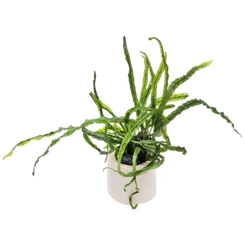 Direktkauf Microsorum pteropus "True Needle Leaf" Schwierigkeit