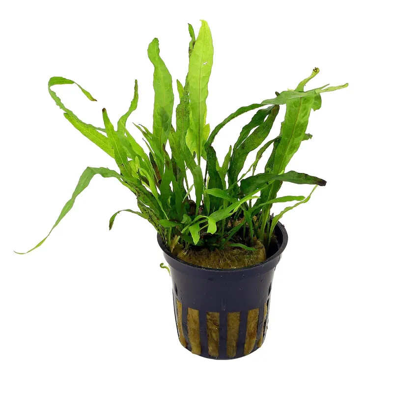 Top-Seller Microsorum pteropus 'Narrow' Schwierigkeit