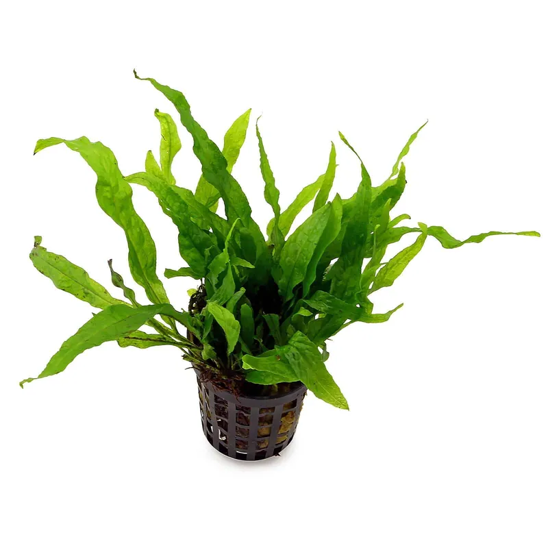 Billig Microsorum pteropus 'Petit' Schwierigkeit