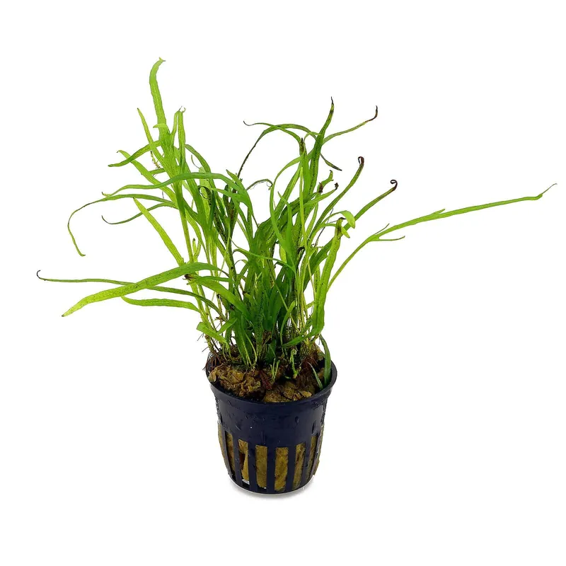 Bestpreis Microsorum pteropus 'Trident' Schwierigkeit