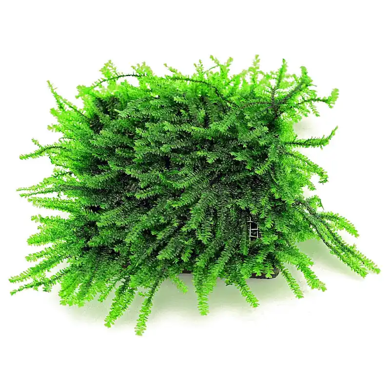 Pilotrichaceae sp. "Pilo moss" Schwierigkeit Preiswert