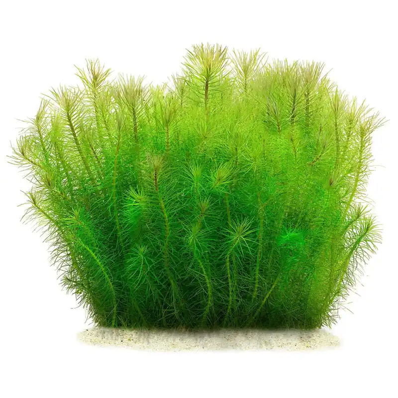 Pogostemon deccanensis ("erectus") Schwierigkeit Jetzt Kaufen