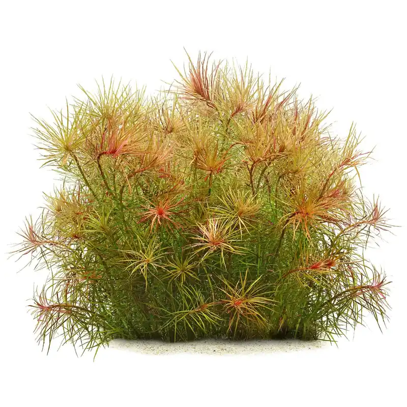 Pogostemon stellatus Schwierigkeit Versand Am Gleichen Tag