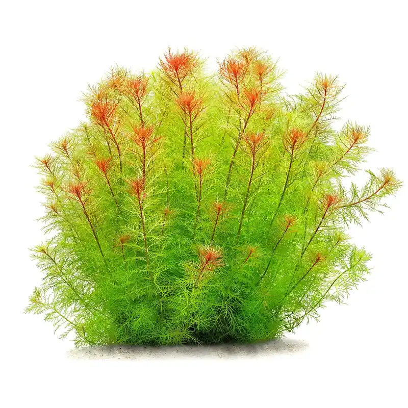 Neuheit Proserpinaca palustris 'Cuba' Schwierigkeit