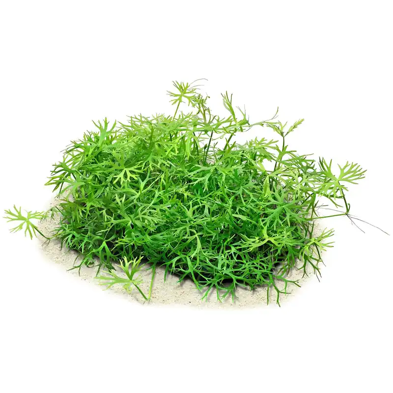 Ranunculus inundatus Schwierigkeit Markenprodukt