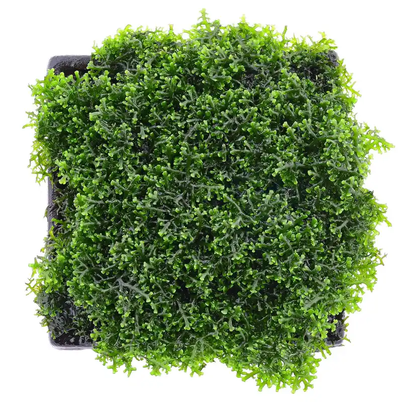 Riccardia sp. "chamedryfolia" Schwierigkeit Begrenztes Angebot