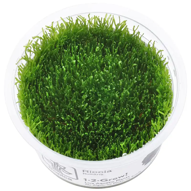 Riccia fluitans Schwierigkeit Top-Angebot