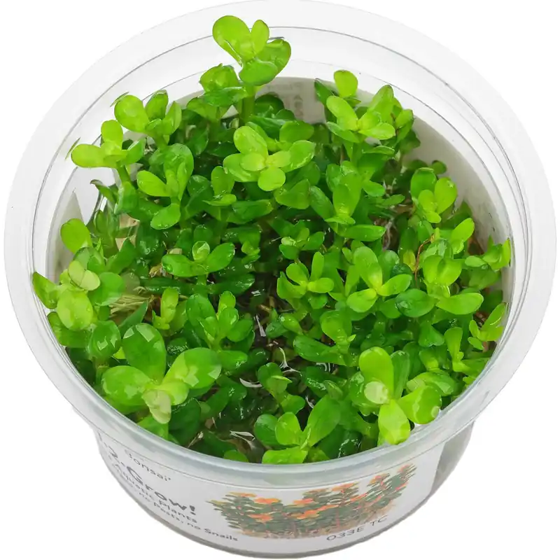 Meistverkauft Rotala indica Schwierigkeit