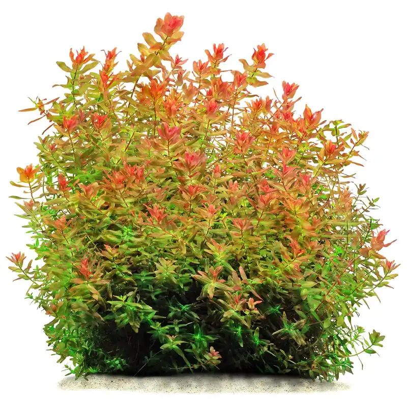 Rotala macrandra "Green" ("Wavy") Schwierigkeit Direktkauf