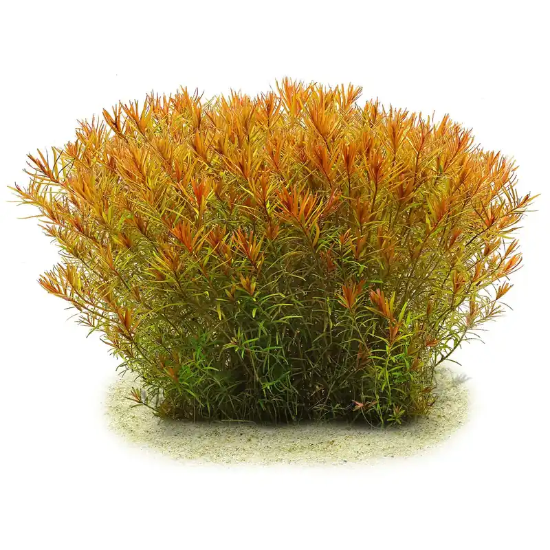 Echt Rotala rotundifolia "Gia Lai" / "H'Ra" Schwierigkeit